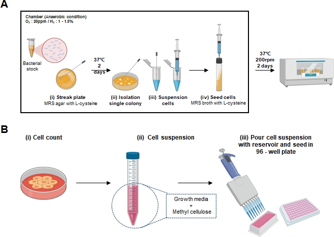 Bacterial culture growth and cell seeding diagram; anaerobic chamber, MRS media, 96-well plate.