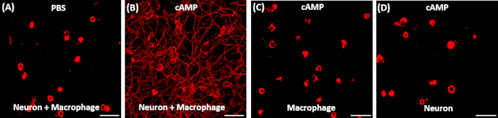 Neuron-macrophage interaction via cAMP; fluorescence microscopy comparison; cellular response analysis.