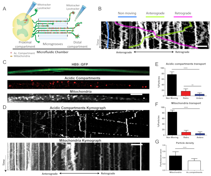 Tracking Axonal Transport of Organelles in Motor Neurons Using a ...