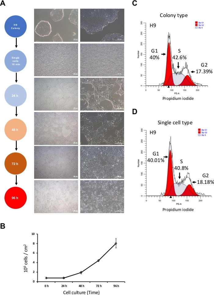 Cell culture process diagram with growth chart and cell cycle analysis; microscopy images included.