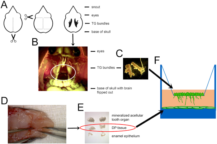 Trigeminal ganglion dissection diagram and process with schematic, dental tissue handling, and setup.