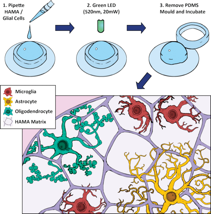 Glial cell culture process with HAMA matrix; diagram showing microglia, astrocytes, LED setup.