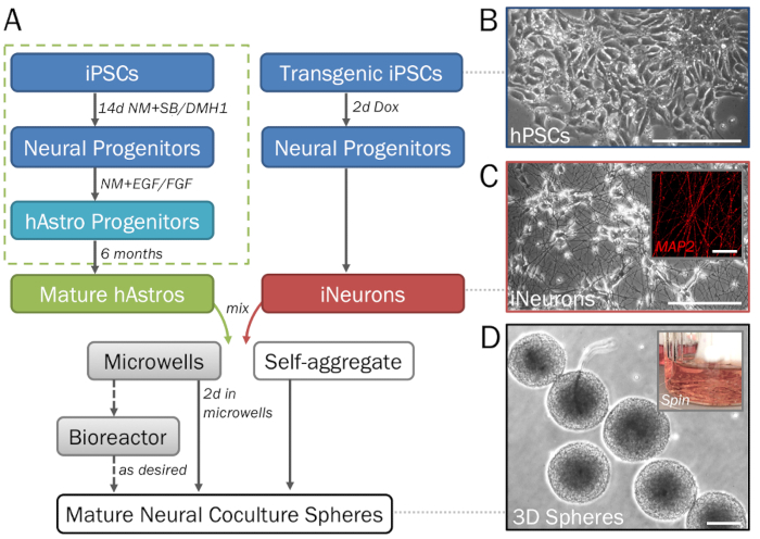 Differentiation of iPSCs to neurons and hAstros; diagram with microscopy images and neural culture setup.