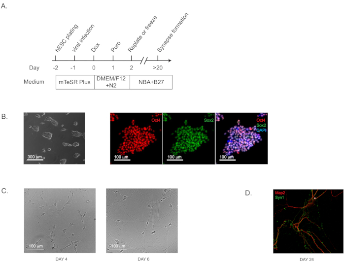 hESC differentiation diagram, immunostaining results, phase-contrast microscopy, neuronal formation.