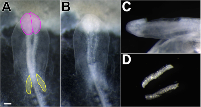 Developmental biology experiment; microscope images of embryo tissues, segmentation and analysis.