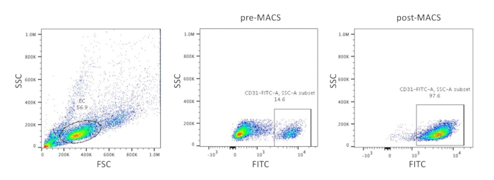 Flow cytometry graphs: FITC vs. SSC, pre- and post-MACS, cell population analysis, marker expression.
