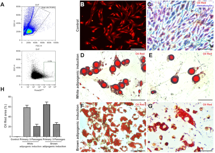 Flow cytometry and microscopy of adipogenic induction; includes Oil Red staining results and data graph.