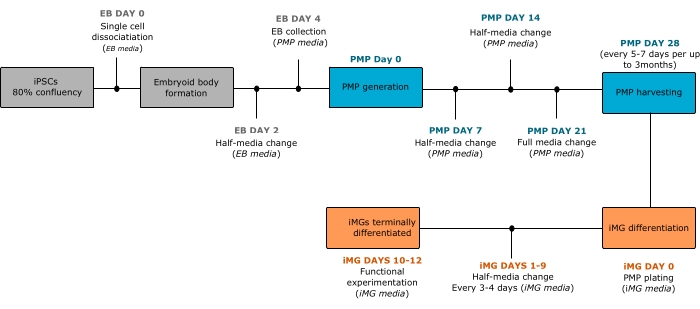 Stem cell differentiation diagram; iPSC to IMG process; timeline of media changes, EB and PMP stages.