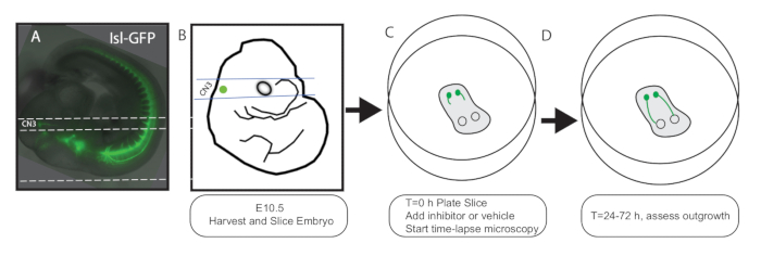 GFP-labeled embryo slice experiment flowchart; steps include slicing, inhibitor addition, observation.