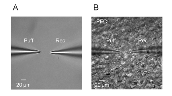 Cell micropipette manipulation, phase contrast microscope image; labeled 'Puff' and 'Rec'. 20 µm scale.