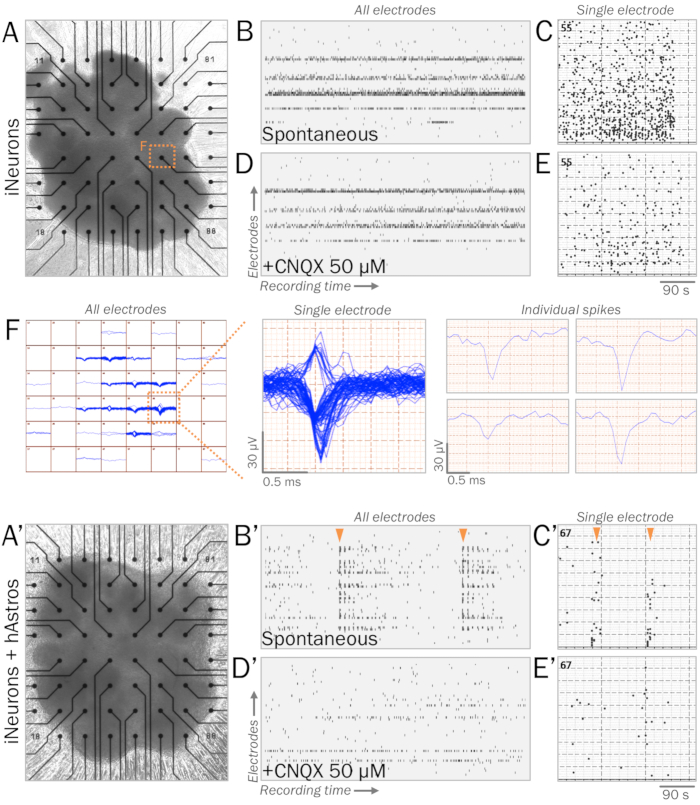 Neuronal activity recording via microelectrode arrays, iNeurons, hAstros, CNQX effect, spike analysis.