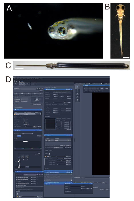 Fish embryo microscopy, surgical tool, software interface for data analysis in biological research.
