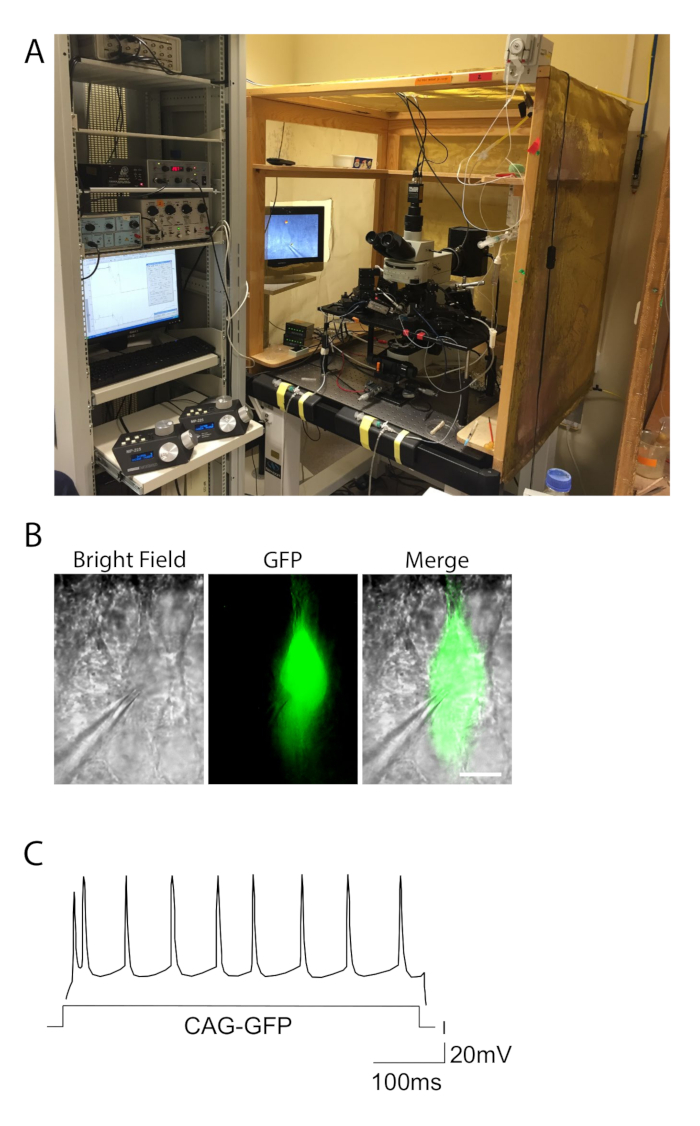 Microscopy setup for GFP imaging; bright field and GFP merge; electrophysiology results.