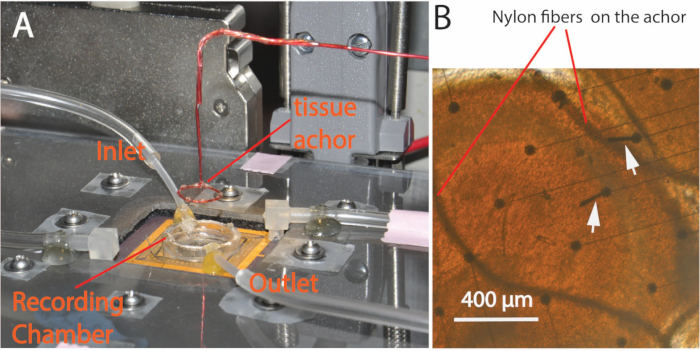 Tissue anchoring setup with recording chamber for microscopic analysis; nylon fibers visible.