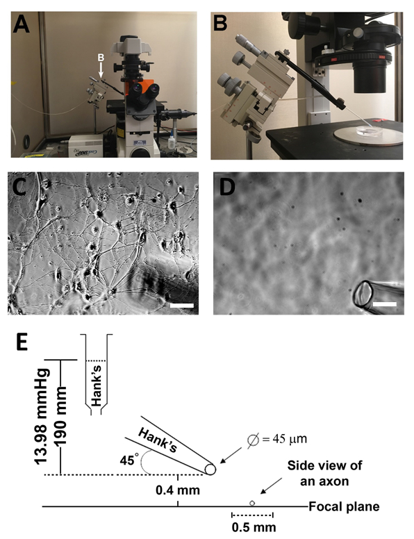 Microscope setup for cell observation; includes micromanipulator, neuron cultures, and focal plane diagram.