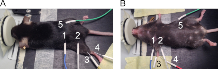 Rodent electrophysiological setup with labeled electrodes, designed for neural activity measurements.