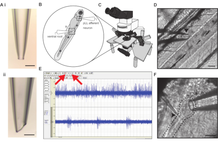 Electrophysiology setup: Micropipettes, microscope, fish neuron diagram; data graph; neural activity.