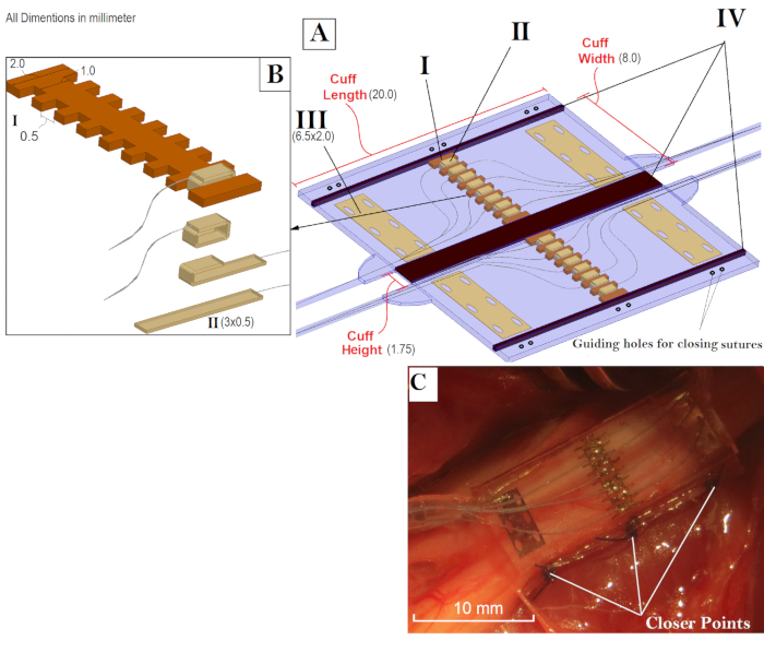 Nerve cuff electrode assembly diagram and surgical placement; dimensions in millimeters.