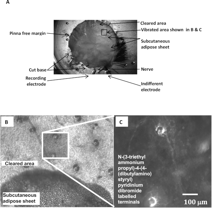 Experimental setup for nerve study; includes electrodes, adipose sheet, sample microscopy images.