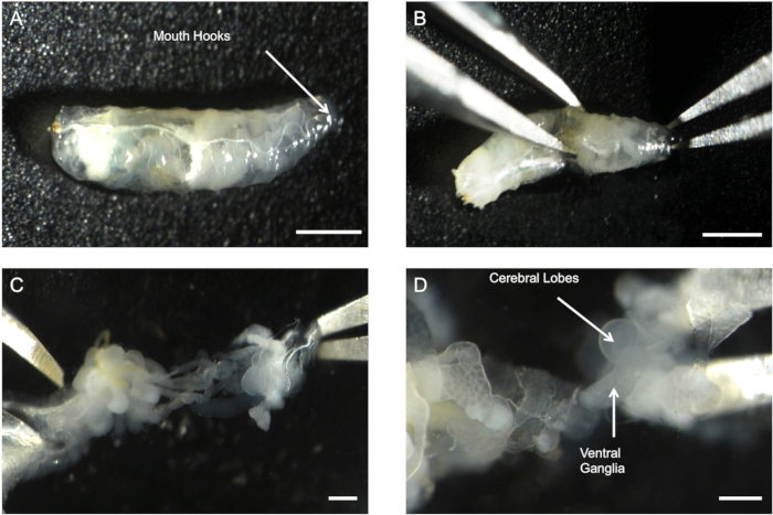 Larval dissection, highlighting mouth hooks, ventral ganglia, cerebral lobes; dissecting scope.