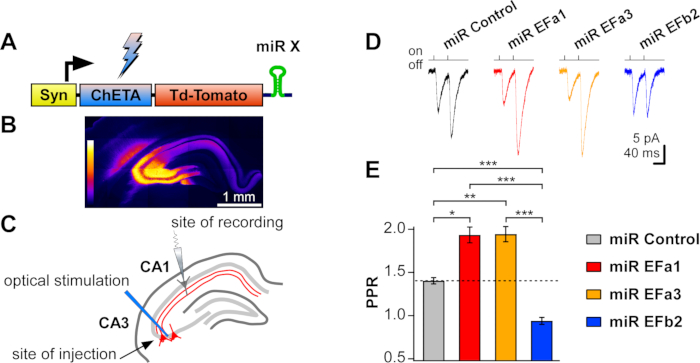 figure-results-1 Synaptic transmission analysis; diagram of optical stimulation; miR expression; electrophysiology data.
