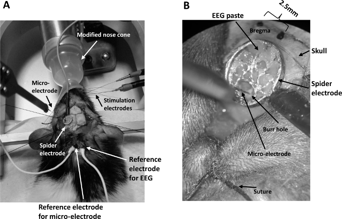 figure-results-1 Micro-electrode setup showing EEG and stimulation electrodes in rat skull for neuroscience study.