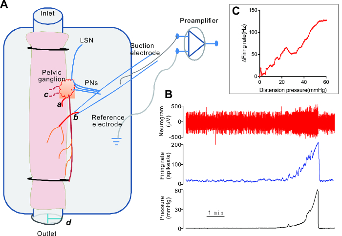 Neural activity diagram with pelvic ganglion; graphs show pressure, firing rate, neurogram data.