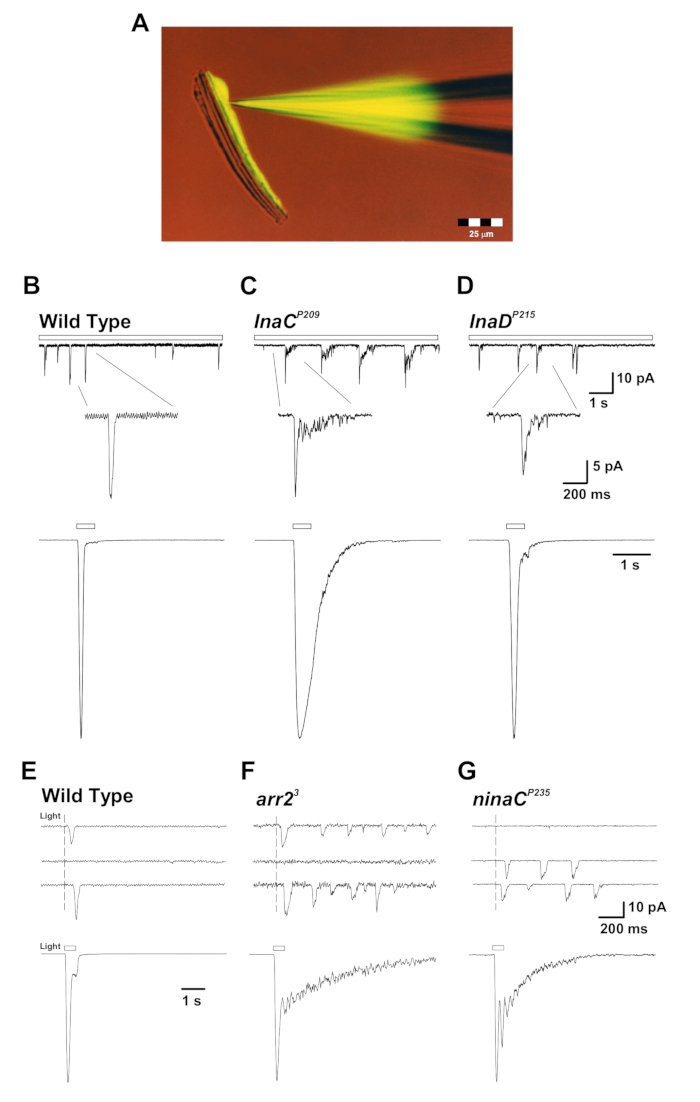 Microscope image and electrophysiology graphs; photoreceptor response, wild type vs mutants.