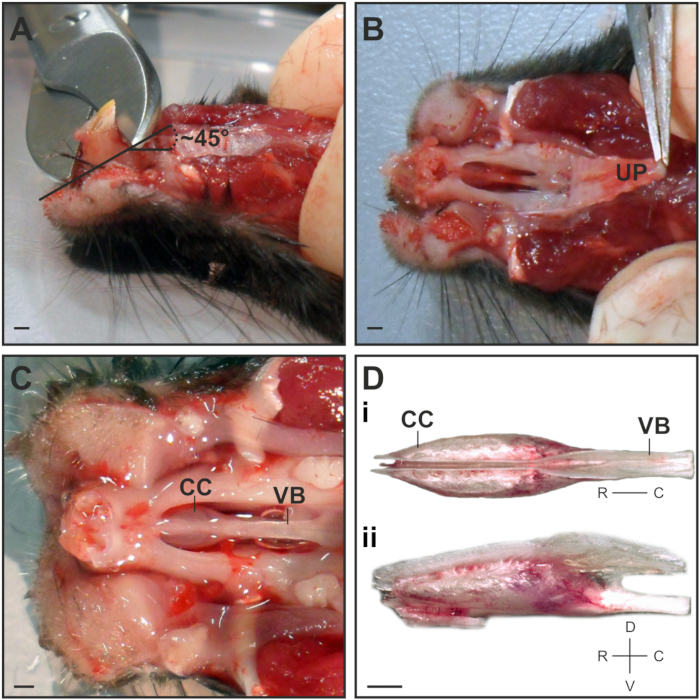 Dissection process: rodent spinal column segmentation, labeled diagrams of vertebrae structures.