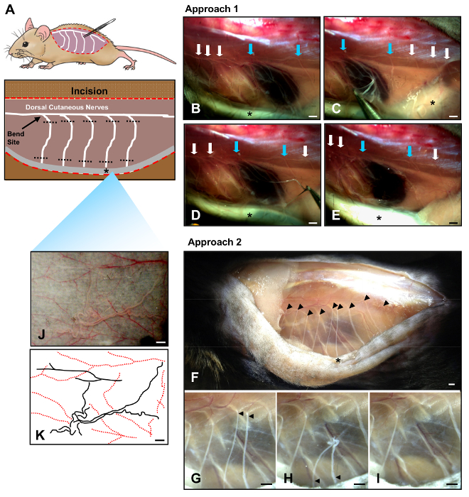 Rodent surgical diagram showing dorsal cutaneous nerve dissection; detailed incision methods depicted.