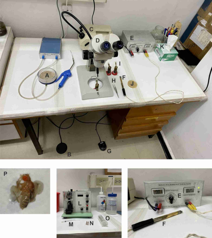 figure-results-1 Microscope setup for Drosophila study; wax filament heater and microdissection tools shown.