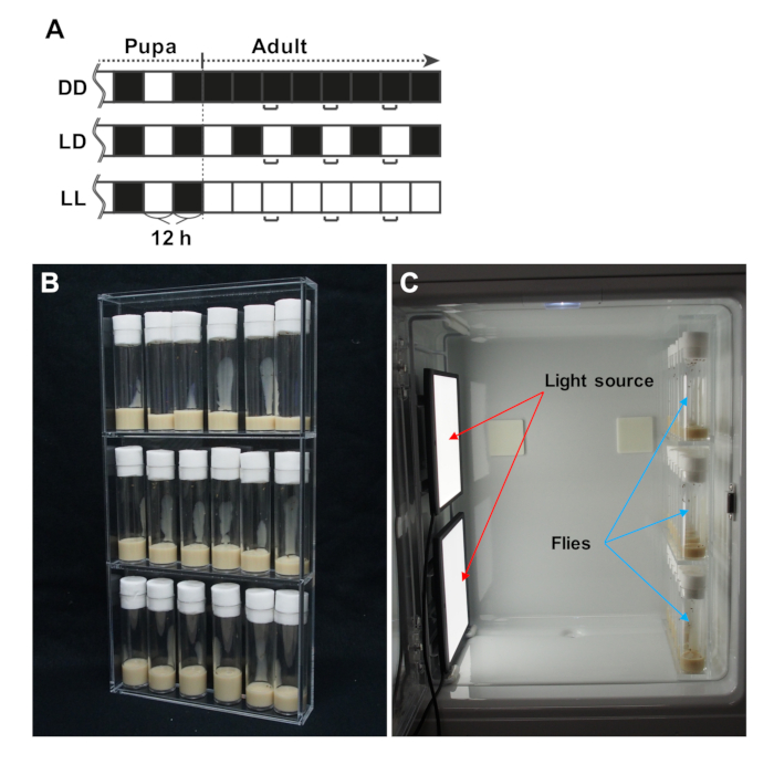 figure-results-1 Chronobiology experiment setup: photoperiod diagram, test tube storage, light/flies chamber.