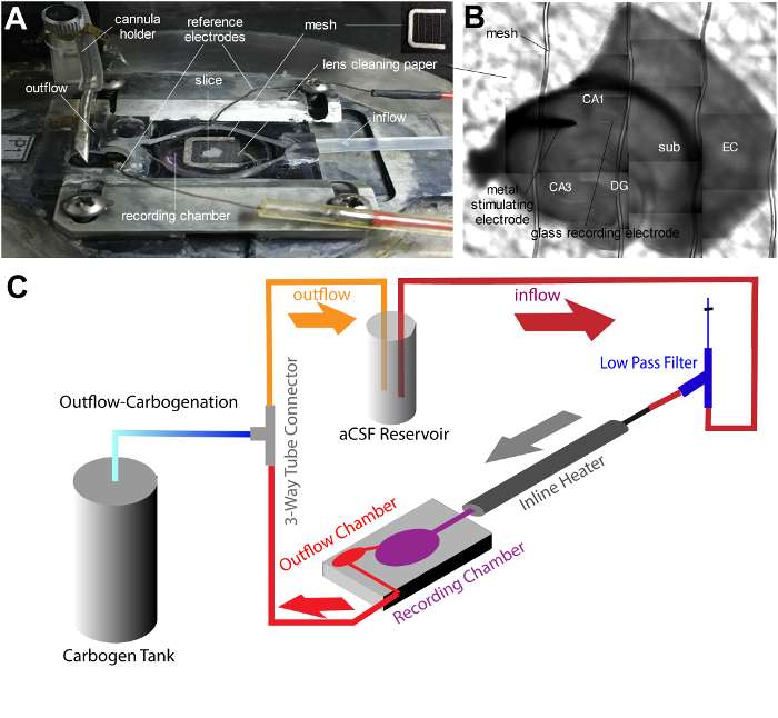 Brain slice electrophysiology setup; includes recording chamber, electrodes, outflow-inflow diagram.