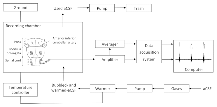 figure-results-1 Neuroscience experiment diagram; CSF flow setup; data acquisition through electrodes.