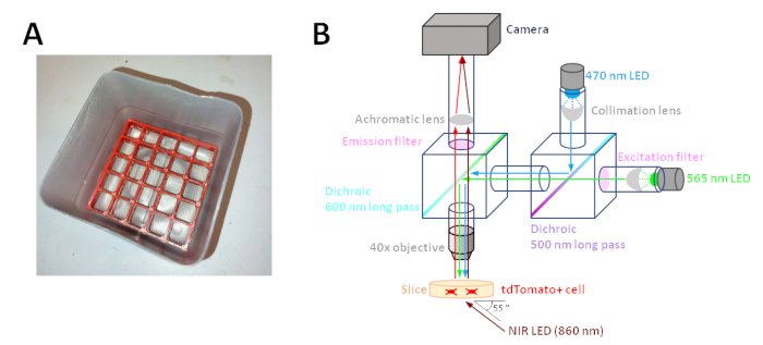 figure-results-1 Optical setup diagram: LED excitation, emission filters, camera for cell imaging; photonic study.
