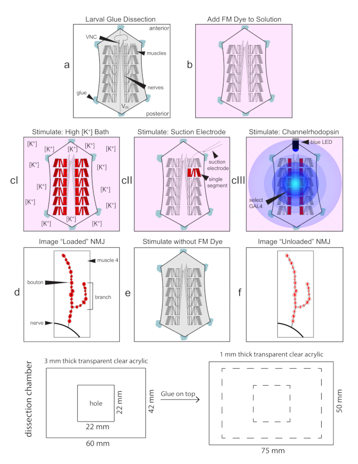 Larval glue dissection diagram for FM dye stimulation in Drosophila neuromuscular junction (NMJ) studies.