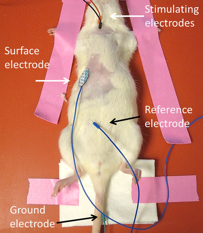 figure-results-1 Electrophysiology setup on rodent; surface, stimulating, reference, ground electrodes; research method.