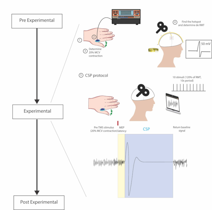 figure-results-1 Transcranial magnetic stimulation (TMS) experimental protocol diagram depicting motor cortex activity.