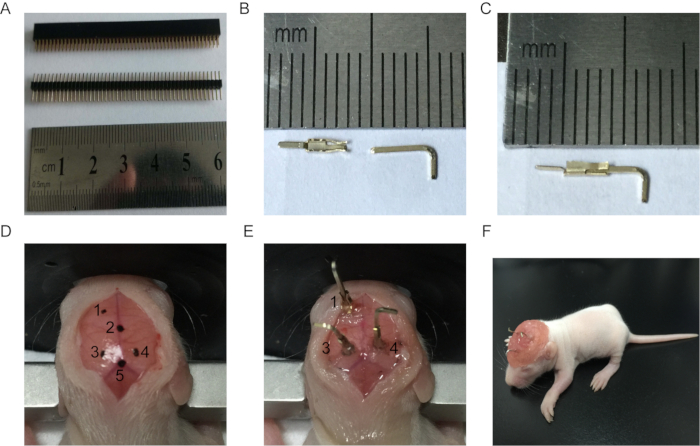 Surgical implantation diagram; electrode assembly with ruler, placed on animal model head.