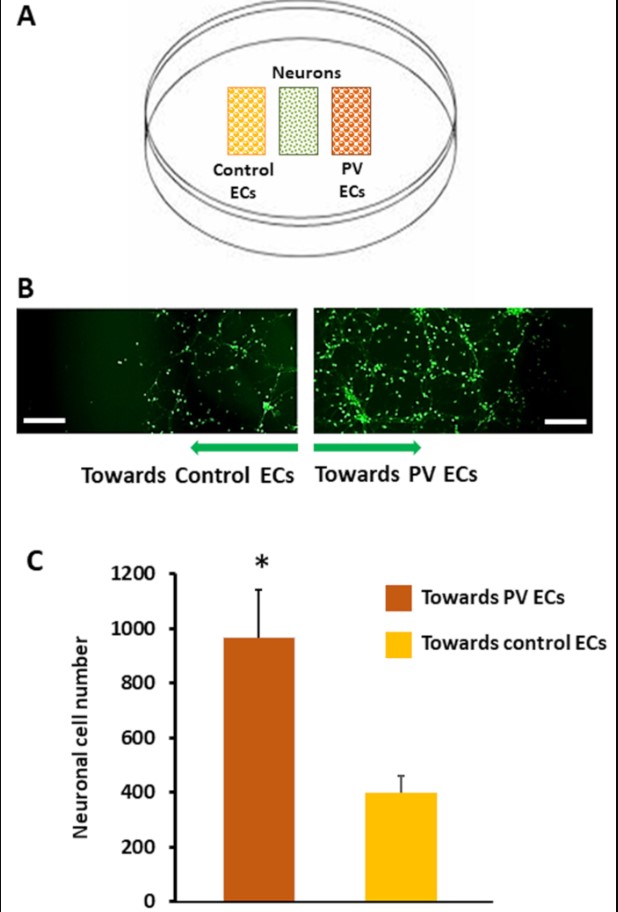 figure-results-1 Neuronal migration assay: diagram, fluorescent microscopy, bar graph comparing PV and control ECs effects.