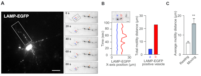 figure-results-1 LAMP-EGFP vesicle motility analysis; fluorescence imaging, graph, bar chart; position vs. time, mobility distance measurement.