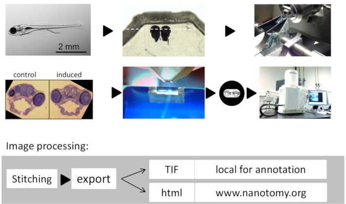 Zebrafish embryo process, histology, microscopy, and SEM setup for data export, TIF/HTML formats.