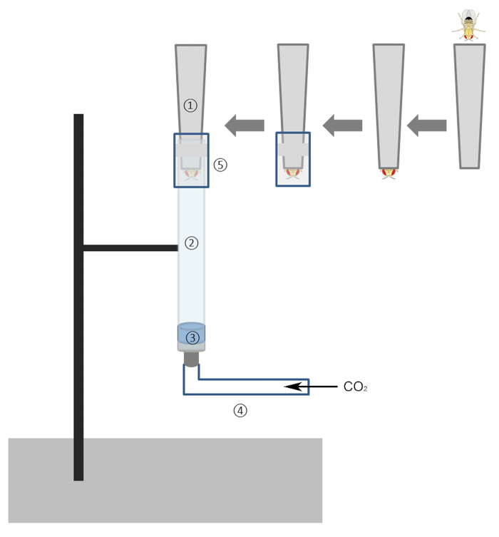Fly anesthetization setup using CO2 chamber; labeled diagram for lab research and insect handling.