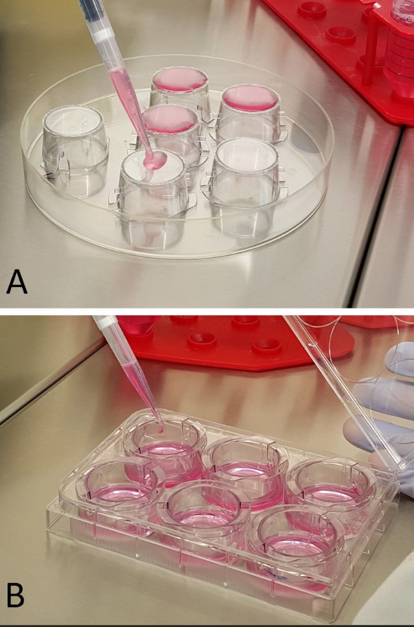 figure-results-1 细胞培养过程;将培养基移液至六孔板;实验室实验装置。