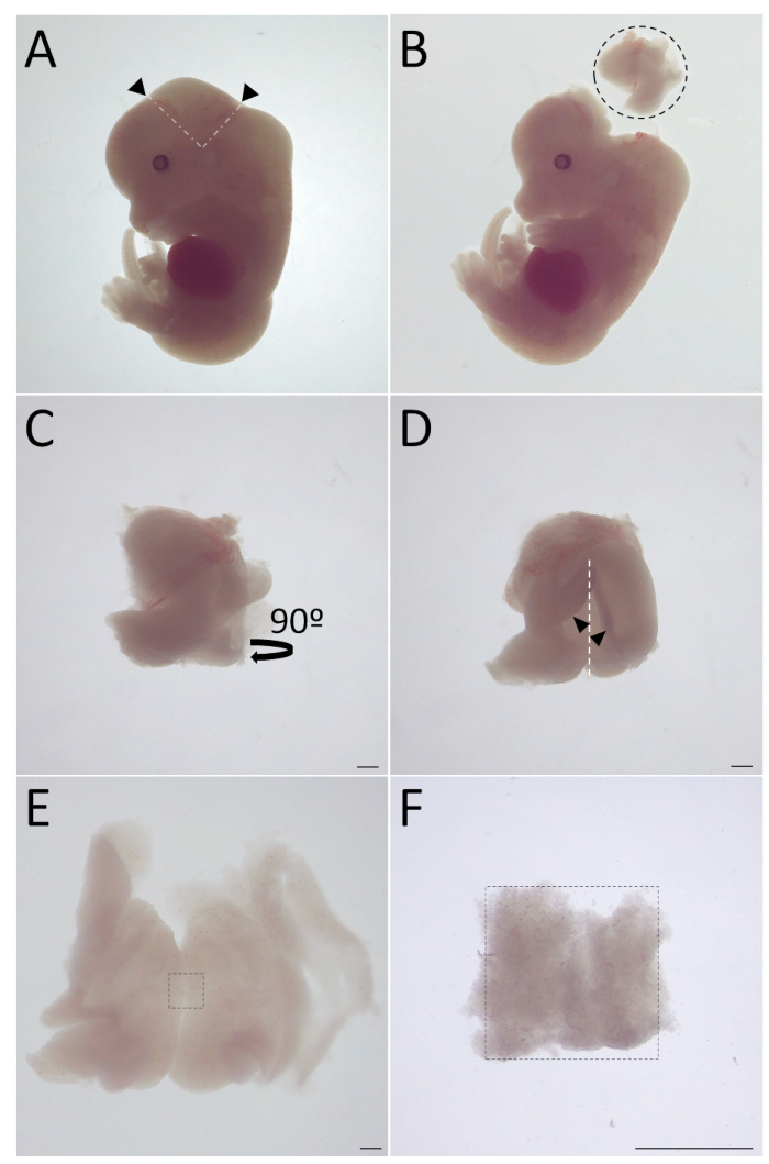 Embryo dissection sequence, microscope images; experimental setup for developmental study.