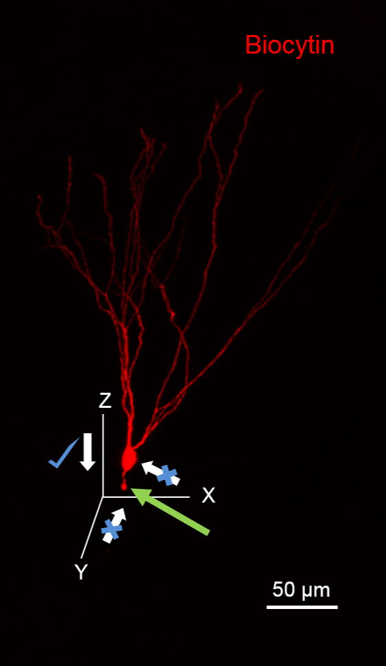 Biocytin-labeled neuron, fluorescence microscopy, 3D orientation diagram with XYZ axes, 50 µm scale.