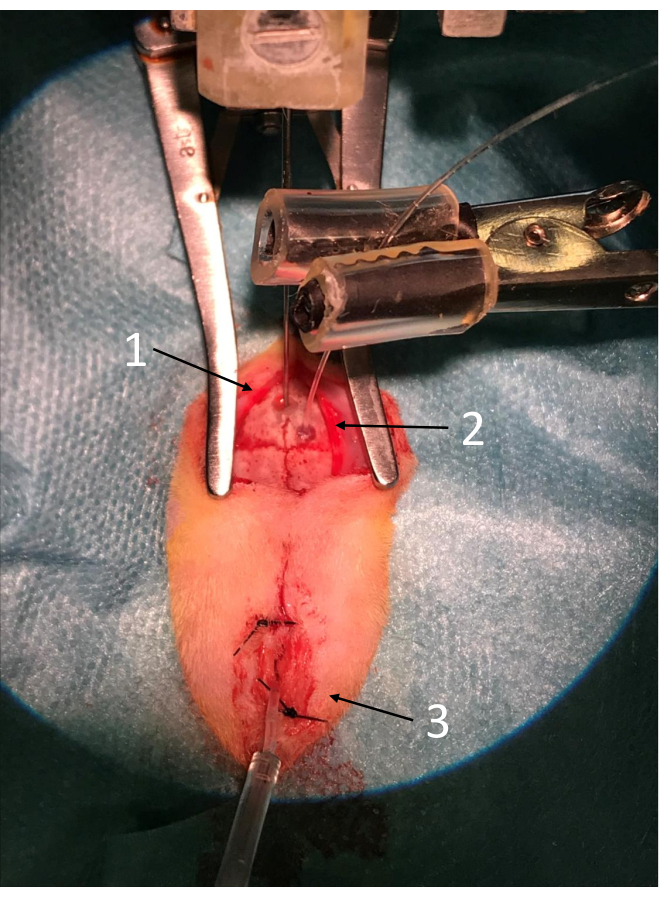 figure-results-1 Surgical procedure, labeled anatomy in rodent model, experimental setup for vascular study.
