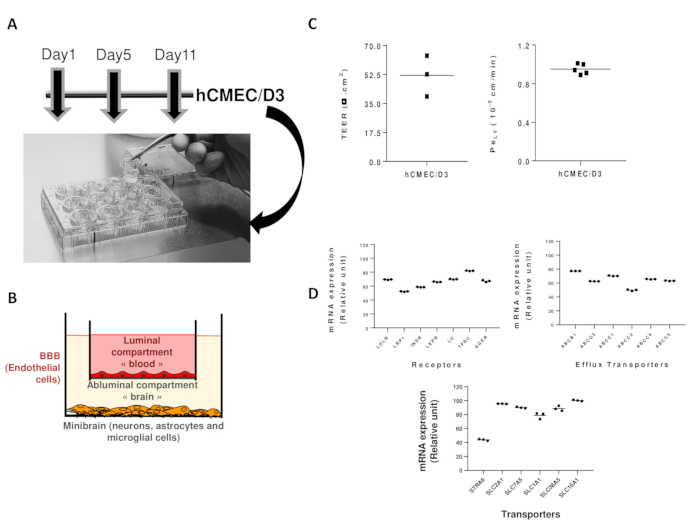Brain-blood barrier study; hCMEC/D3 cells in vitro experiment, diagram, and mRNA expression graphs.