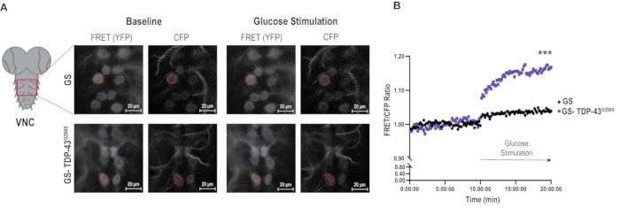 figure-results-1 FRET ratio analysis, glucose stimulation; fluorescence microscopy images, FRET/CFP graph results.