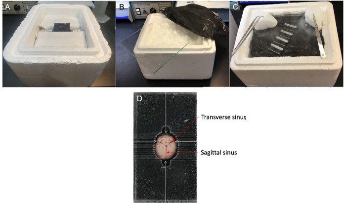 Cryo-sectioning setup with cooling chamber and brain sample structure delineation diagram.